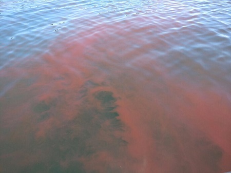 Bloom algal no tóxico en inmediaciones de la Isla Quiriquina