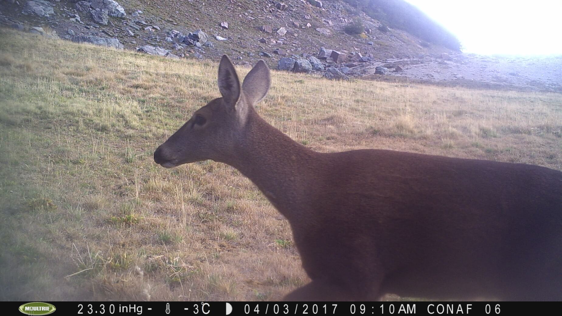 Con “cámaras trampa” monitorean y protegen especies en peligro de extinción