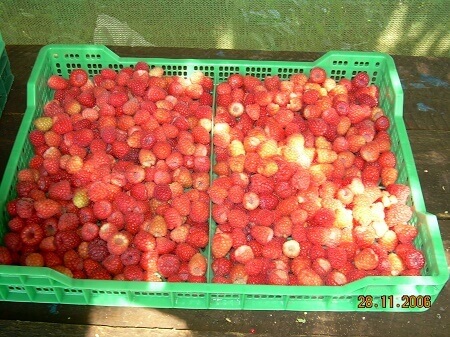 SAG Bío Bío recuerda a productores de frambuesas realizar su inscripción
