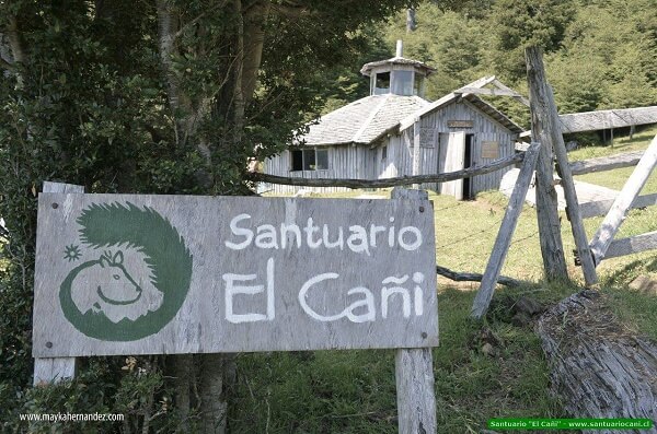 Santuario El Cañi: pionero ejemplo de conservación, educación y turismo