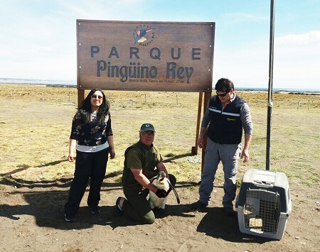 Pingüino Rey fue rescatado y reinsertado por Sernapesca en parque de conservación