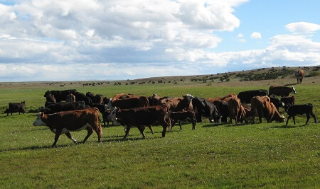 Trecientos productores de bovinos pueden beneficiarse de la flexibilizacion del programa de planteles animales bajo certificación oficial (PABCO) para acceder a mercados internacionales