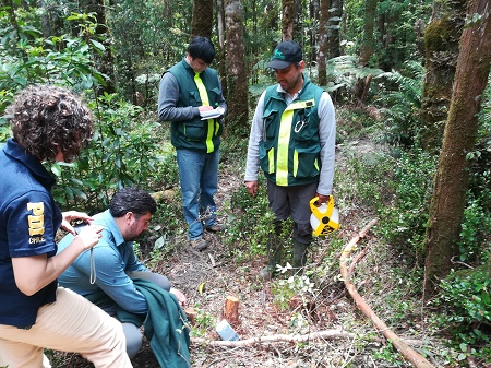 CONAF detectó corta de alerce y bosque nativo en predio aledaño a Parque Nacional Alerce Costero
