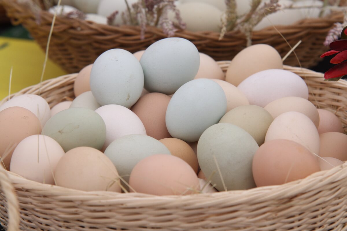 Proyecto de innovación aumenta niveles de omega 3 y antioxidantes en huevos azules