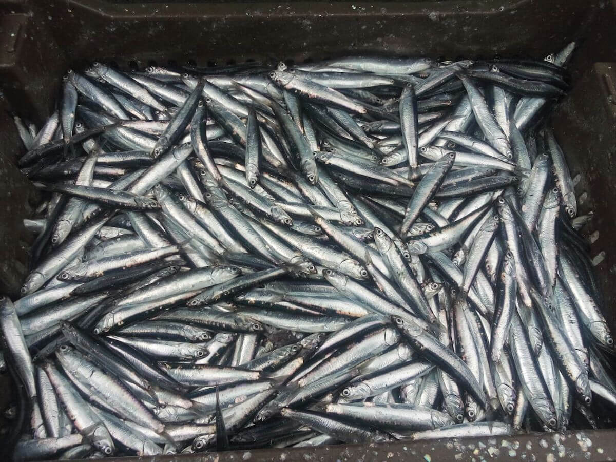 IFOP investiga mediante crucero ecosistémico stock de sardina austral, sardina común y anchoveta en regiones de los Lagos y del General Carlos Ibáñez del Campo