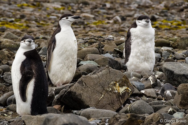 Presiones ambientales como el cambio climático aumentarían la dispersión del pingüino barbijo