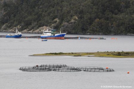 Marine Harvest no cumple con rescatar el 10% de salmones fugados y Oceana espera máxima sanción