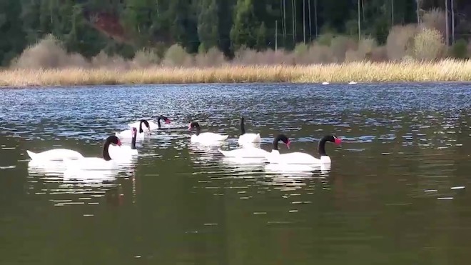 Aumenta población de cisnes de cuello negro en Valdivia: autoridades realizan monitoreo preventivo en Santuario de la Naturaleza