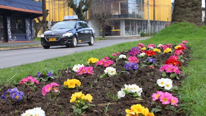 Municipio planta 20 mil flores en principales avenidas y centro de Valdivia