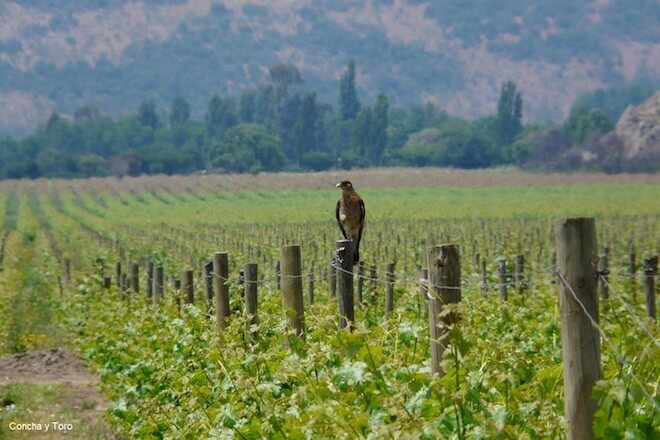 Vino con sabor a biodiversidad