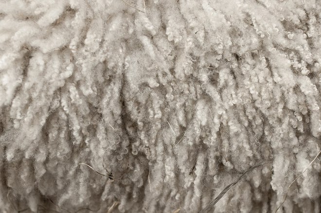 Cooperativa Baker exportó más de cien toneladas de lana en acopio asociativo