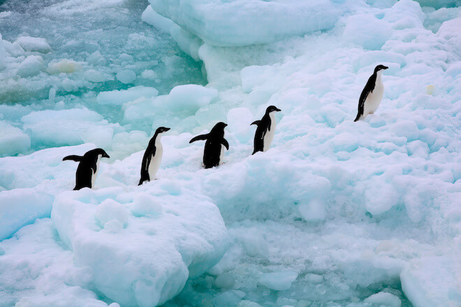 Greenpeace pide con urgencia la protección del océano Antártico