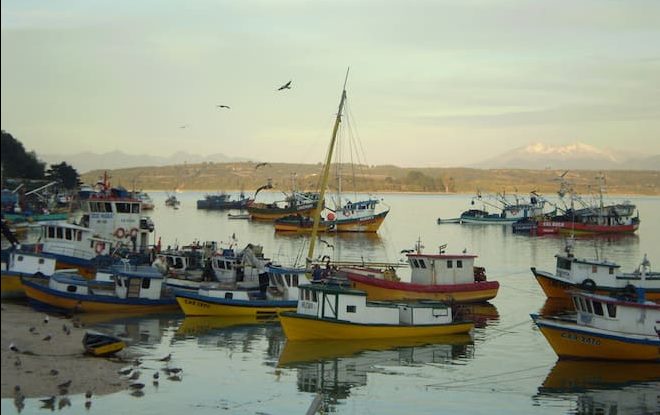 Baja de cuota del sector merlucero, interacción con lobos marinos y marea roja marcan agenda de reunión entre autoridades regionales y pescadores de Calbuco