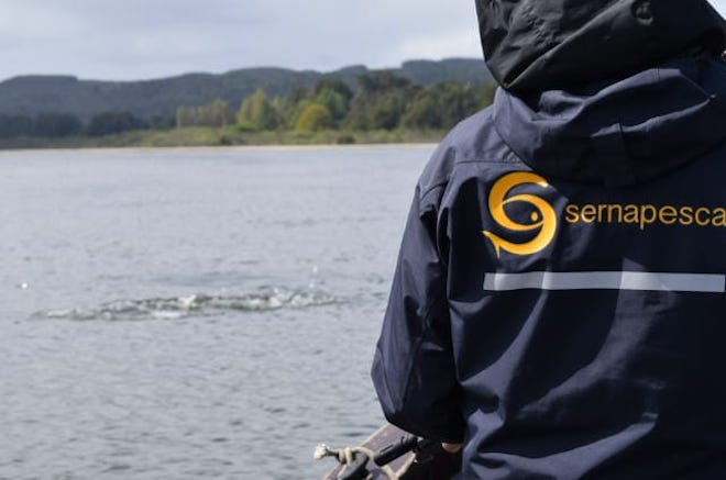 Con embarcación y vigilancia diaria Sernapesca refuerza plan de manejo de lobos marinos del Humedal Río Cruces de Valdivia