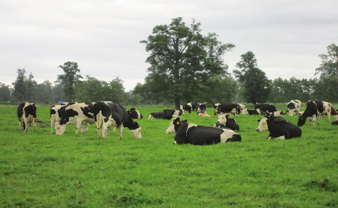 Ganado bovino rematado en ferias de las Regiones del Biobío y Ñuble creció 6,1% en septiembre