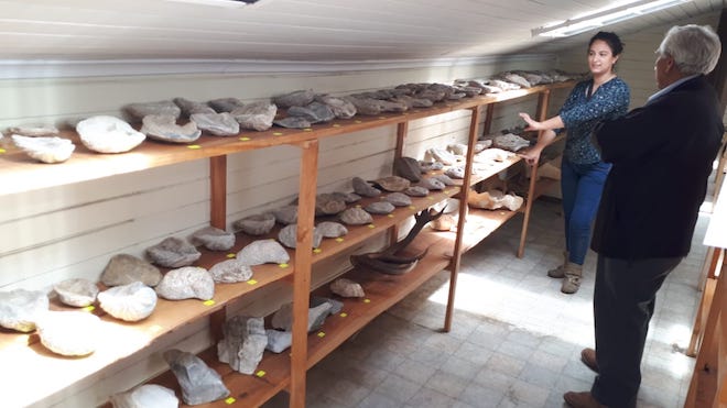 Aduana y Consejo de Monumentos Nacionales clasificaron fósiles y otras especies decomisadas en Coyhaique