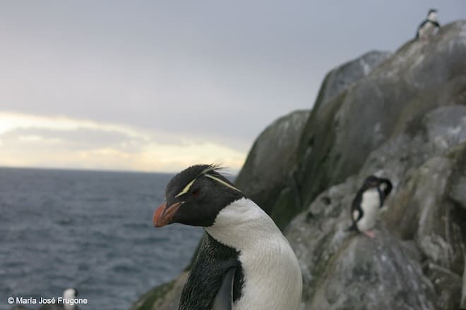 El misterio de los pingüinos crestados