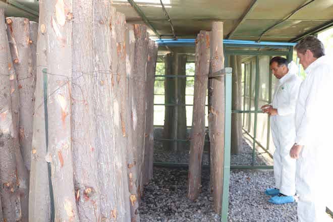 SAG comenzó liberación de controlador biológico de la avispa taladradora de la madera del pino en Biobío