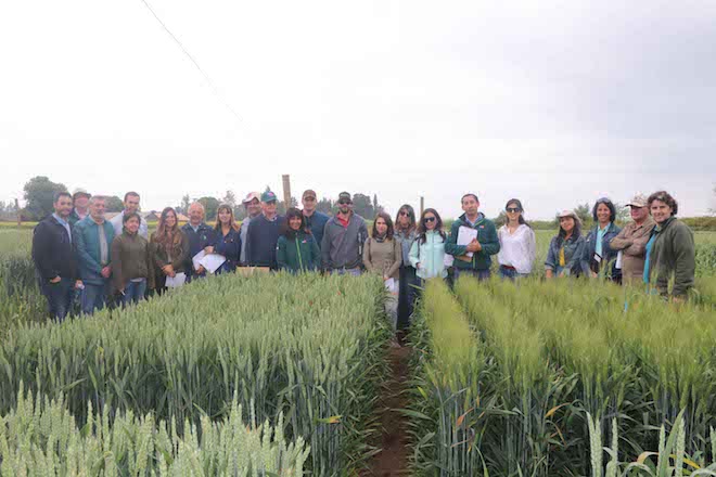 Productores de semillas visitan estación de prueba de variedades de cereales del SAG﻿
