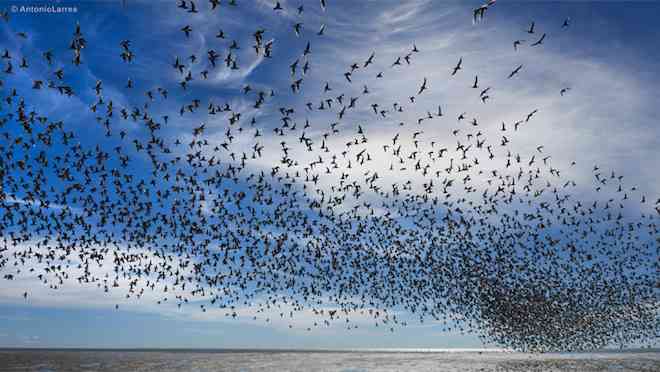 Proyecto destacará la biodiversidad del Santuario de la Naturaleza Bahía Lomas