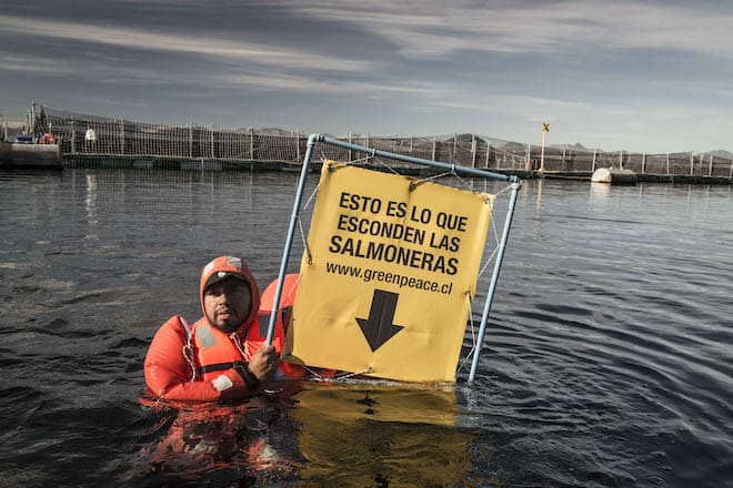 Greenpeace: “El doble escape de salmones muestra a una industria digna de un capítulo de Los Tres Chiflados”