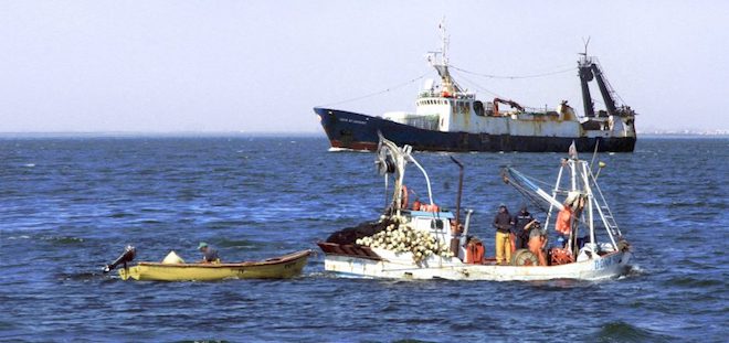 Cámara aprueba proyecto de diputado Flores que permitirá a pescadores artesanales capturar salmones fugados