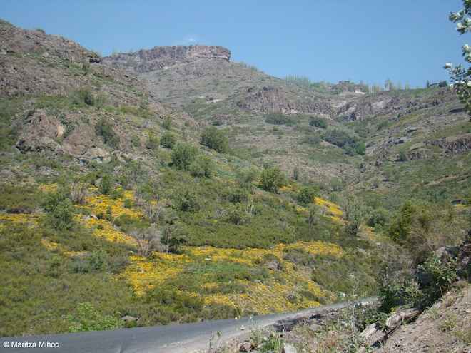 Plantas invasoras: el insospechado impacto de los caminos en la biodiversidad de las montañas