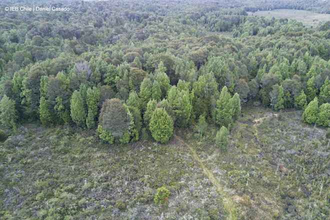 Coordinan plan de fiscalizaciones por aumento de tala ilegal de bosque nativo en Chiloé