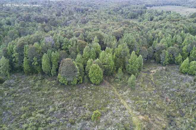 Científicos advierten sobre los desafíos ambientales para prevenir y controlar los incendios forestales