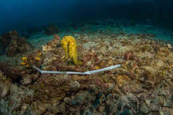 WWF hace llamado global para un acuerdo vinculante que frene la contaminación plástica en el mar