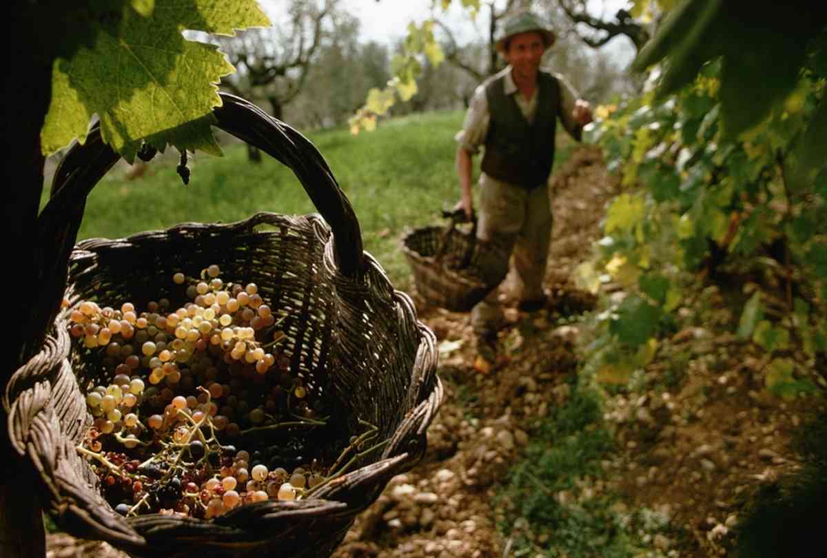 Iniciativa puso en valor cepajes ancestrales de Ñuble y Biobío