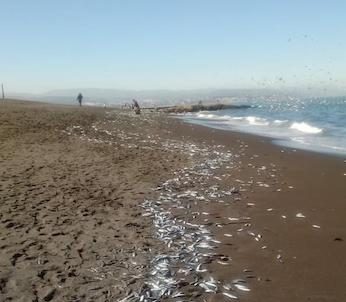 Sernapesca realizó muestreos para dilucidar causa de varazón de sardinas en playa de Coronel