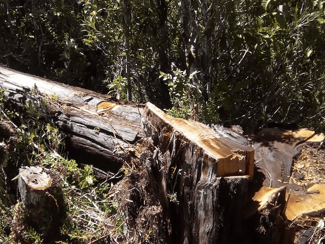 CONAF decomisa 25 000 tejuelas de alerce en las comunas de Puerto Varas y Frutillar