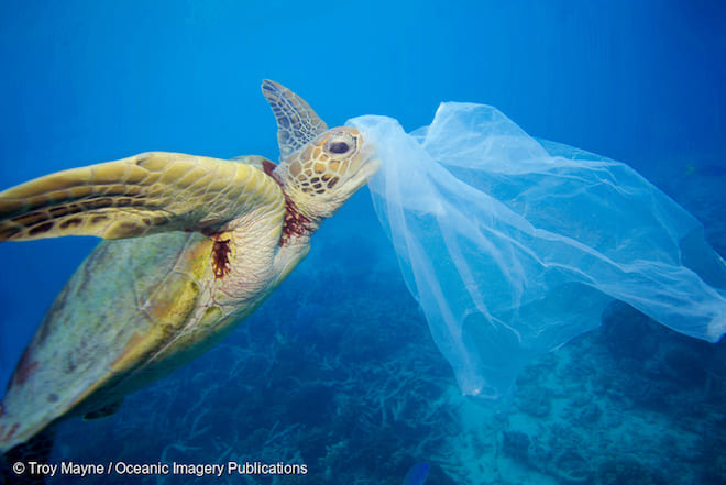 Estudio revela impactante alcance de la contaminación: el plástico llega a las mayores profundidades del mar
