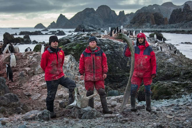 Investigador del INACH estudió formas de alimentación de pingüinos y petreles en isla Nelson