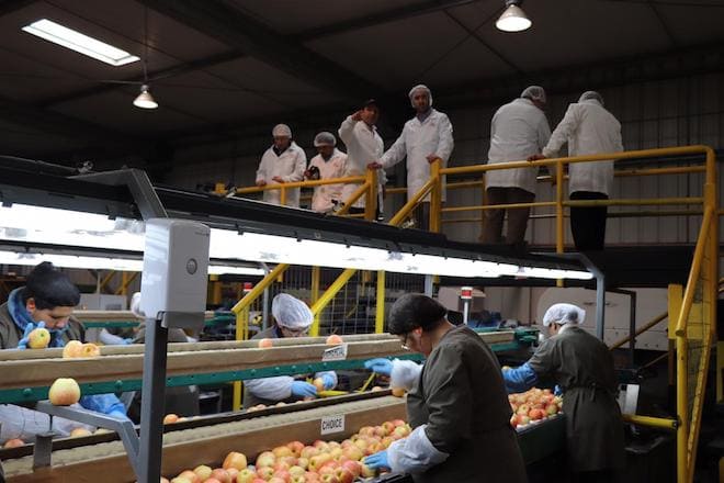 Industria de la fruticultura lidera el repunte de las exportaciones en Malleco