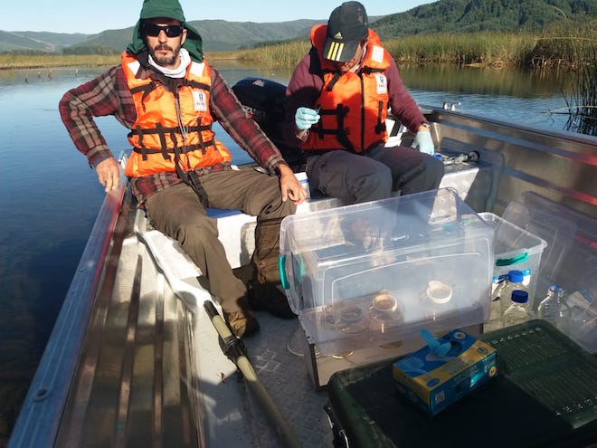 Proyecto de investigación busca reconstruir la biodiversidad del humedal del Río Cruces 