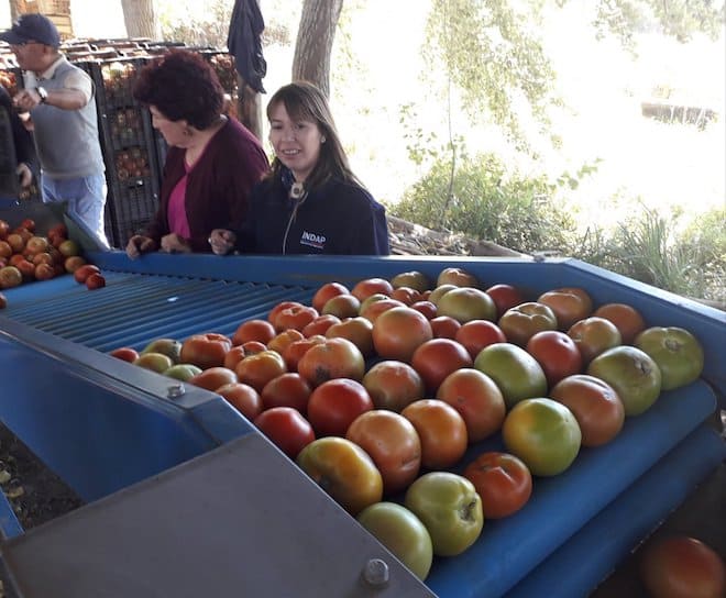 Tomateros de Malleco realizan positivo balance de cosechas con ventas que superan las 14 mil toneladas