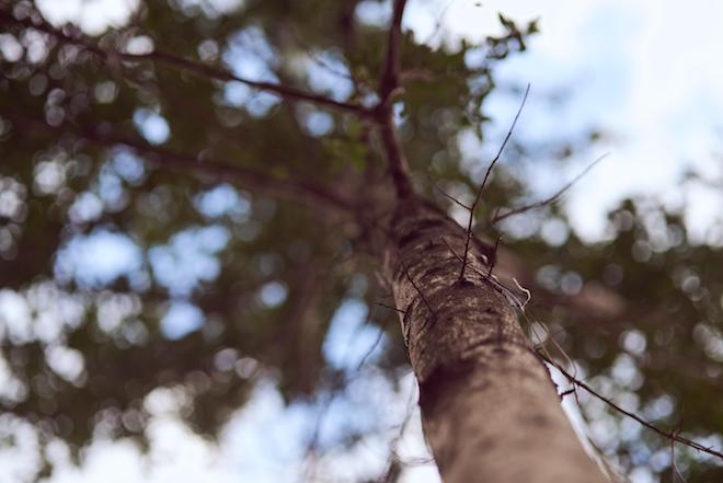 La captura de carbono y el impulso a la forestación