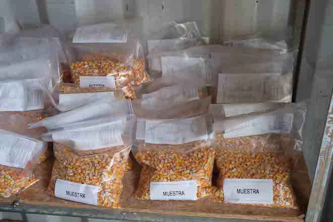 SAG Biobío fiscaliza poderes compradores de maíz