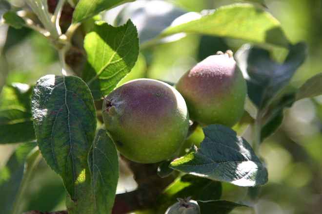 Lanzan estudio que busca mejorar productividad y competitividad de productos derivados de la manzana en Los Ríos