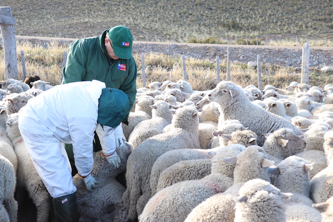 Productores retoman exportación ovina en pie a Argentina