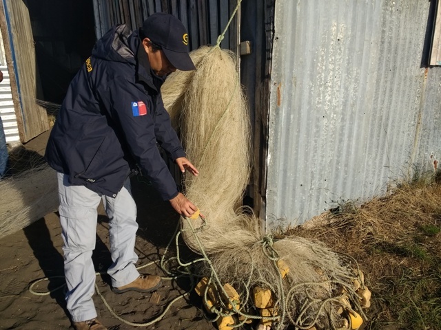 Con 2 toneladas de salmón chinook incautadas finalizó temporada de pesca de esta especie en cuenca del Toltén