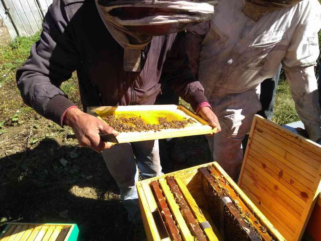 Miel monofloral de Alto Bío Bío es certificada como única en el mundo