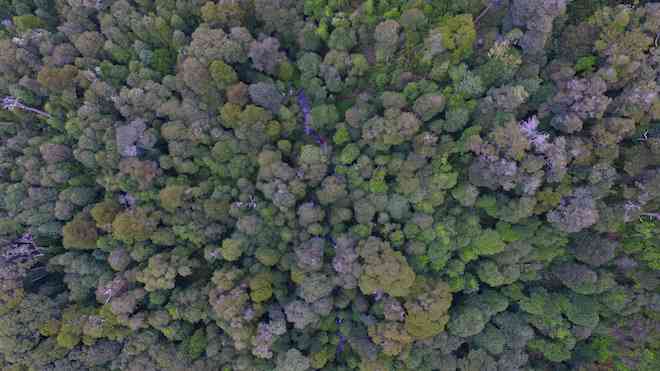 Bosques de Chile: los árboles de Tinquilco podrán verse en nuevo sitio web