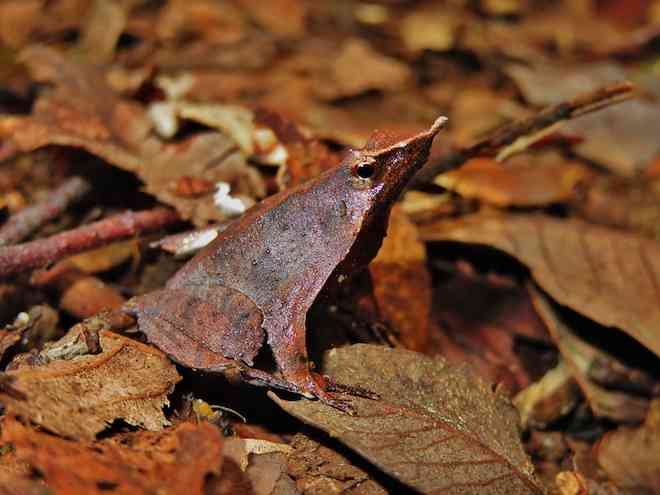 Chile necesita más bosques nativos maduros para proteger sus especies únicas