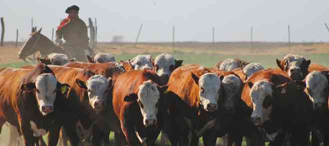 Tras activas gestiones de Saval FG se suspende circular de importacion de bovinos en pie desde Argentina