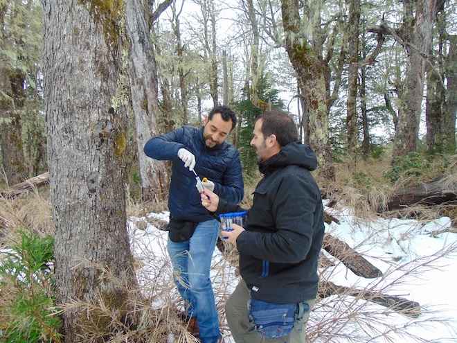 Científicos chilenos encontraron la madre de las levaduras “Lager” en los bosques nativos de la Patagonia