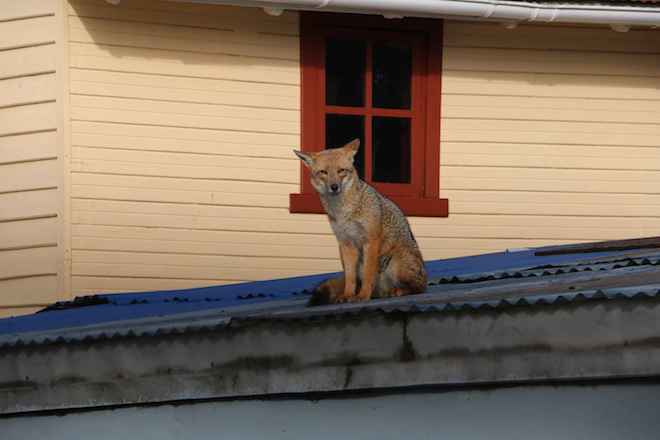 Exitoso operativo permitió recuperar a zorro culpeo desde el techo de una vivienda en Río Bueno
