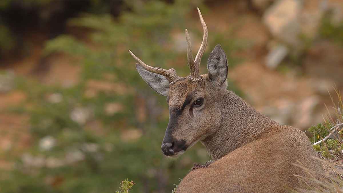 Proyecto de Especies Amenazadas busca la conservación del hábitat del Huemul en Ñuble y Biobío